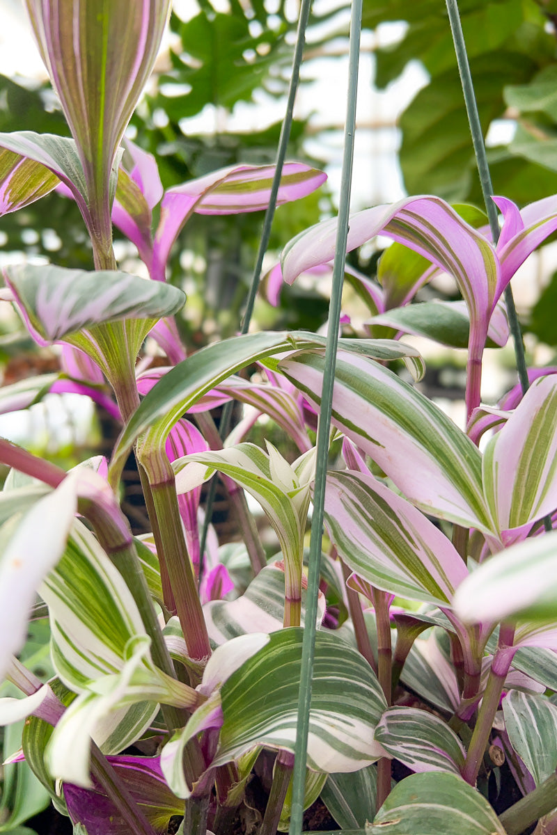 Tradescantia Nanuk 8" Hanging Basket