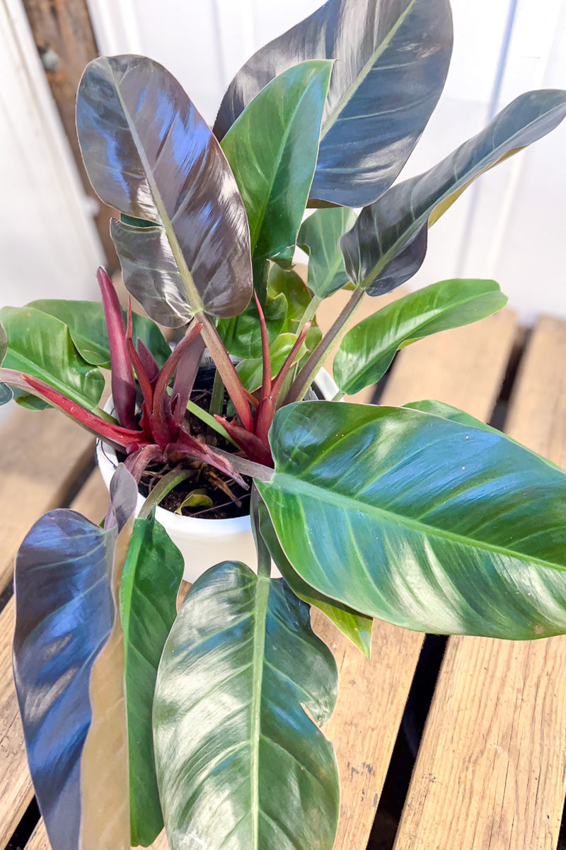 mccolleys finale philodendron Philodendron, McColley's Finale 8"