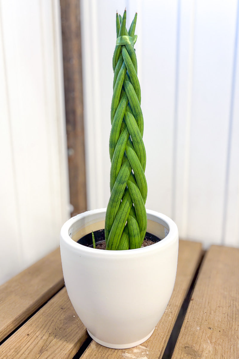 Sansevieria Cylindrica 8" Braid