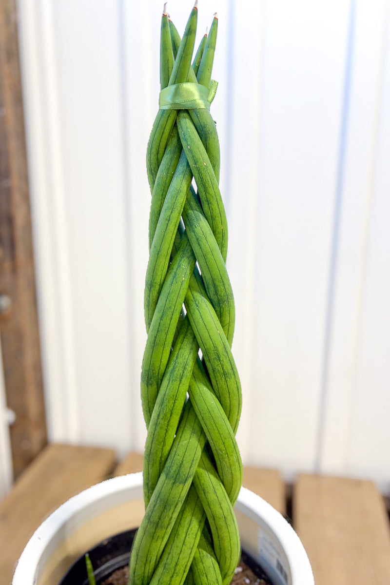 Sansevieria Cylindrica 8" Braid