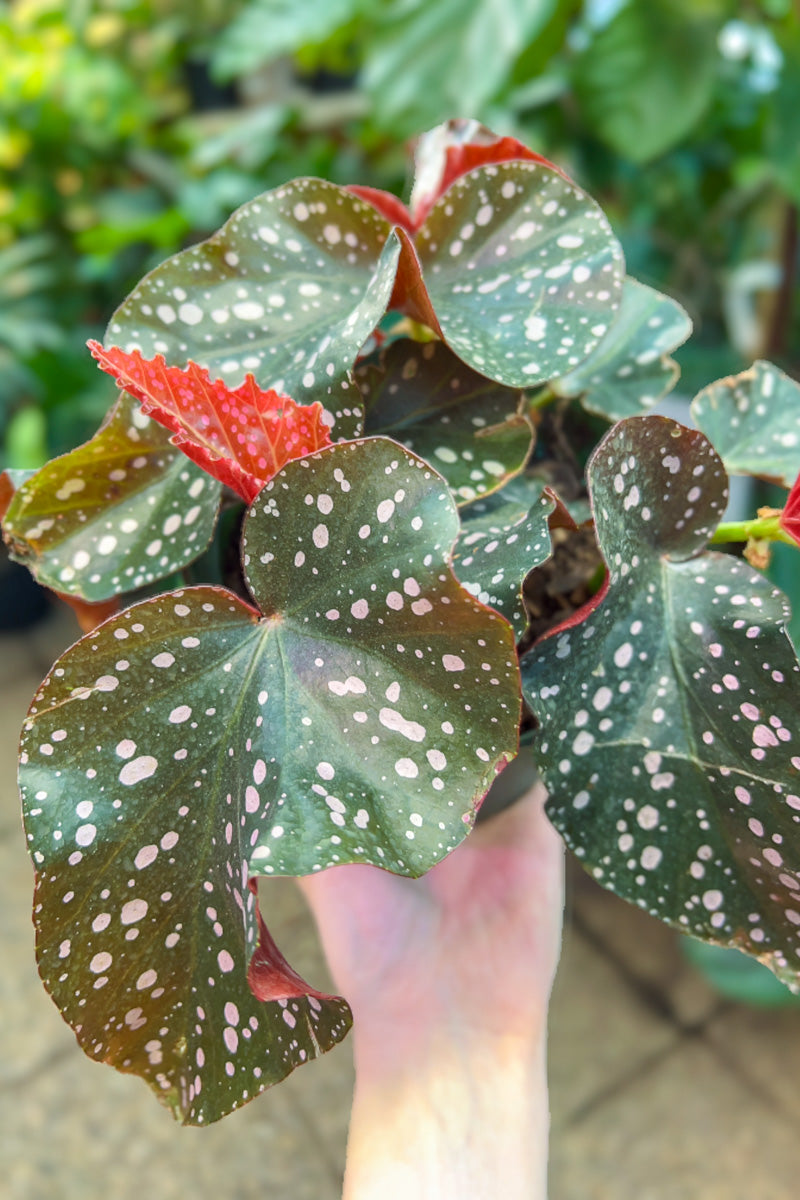 Begonia, Crackling Rosie 6"
