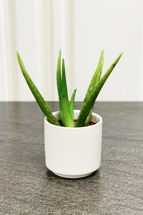Aloe, Medicinal 3.5"