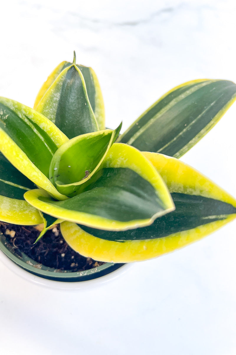 Snake Plant, Birdsnest Lotus 4"