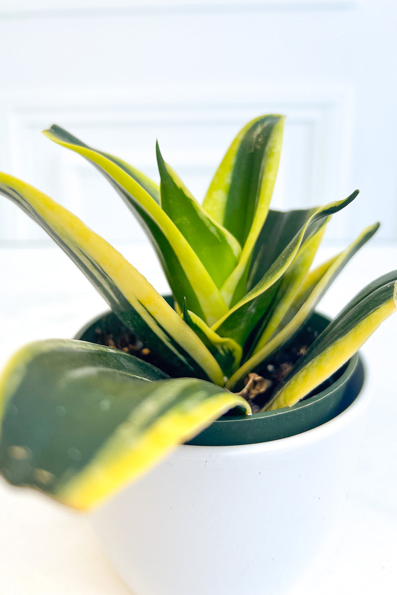 Snake Plant, Birdsnest Lotus 4"