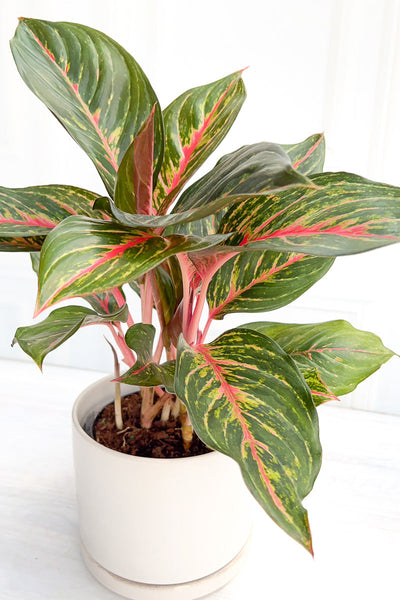 Chinese Evergreen, Red Emerald