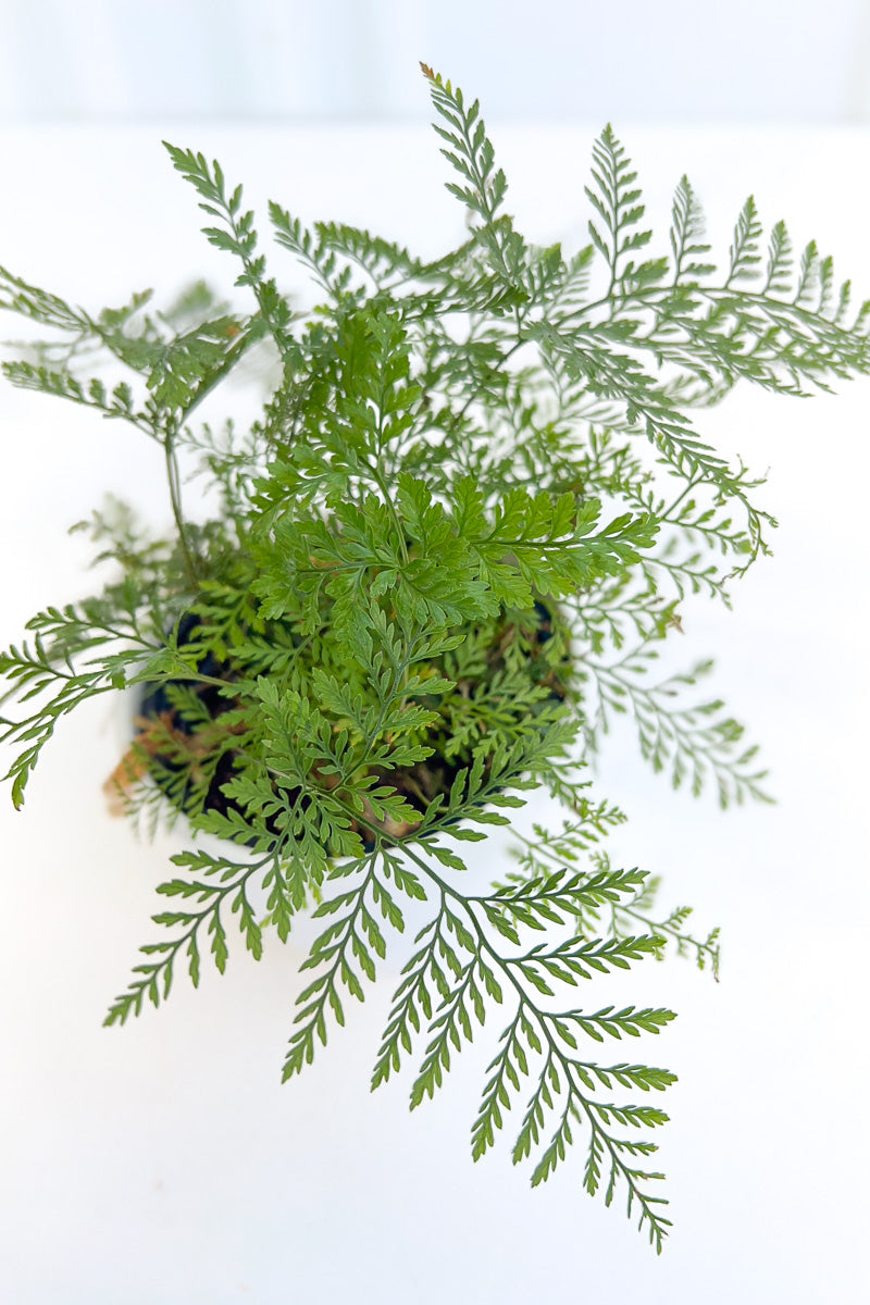 Fern, Rabbit's Foot 4"