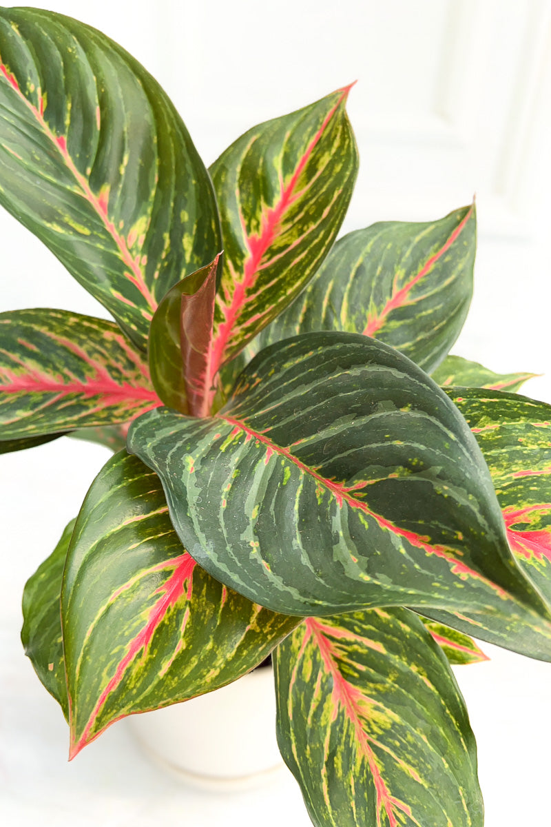 Chinese Evergreen, Red Emerald 6"