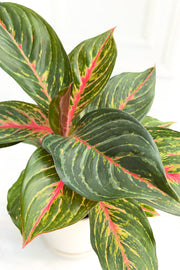 Chinese Evergreen | Red Emerald | 6"