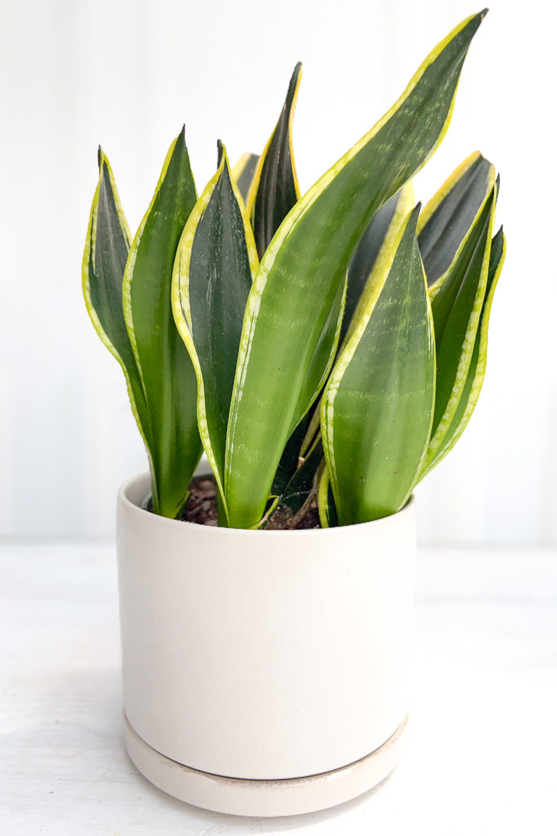 Snake Plant, Black Gold 6"