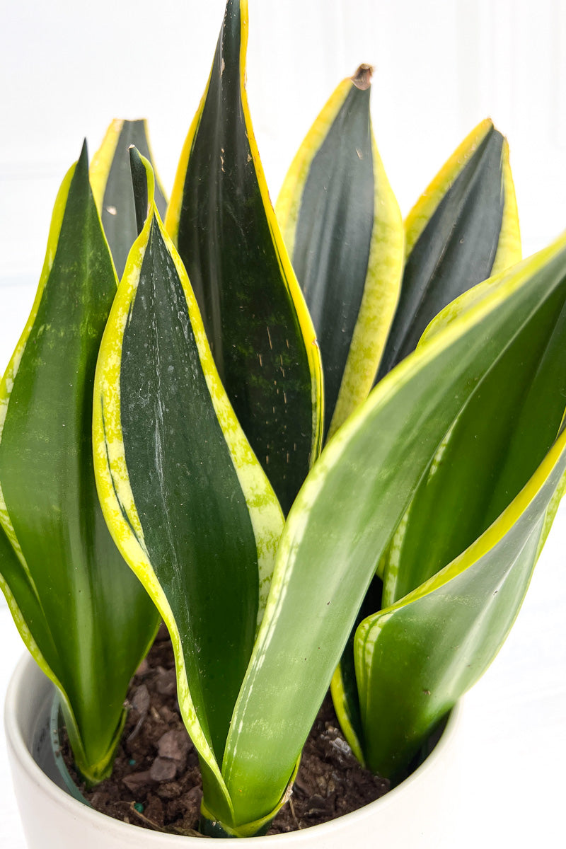 Snake Plant, Black Gold 6"