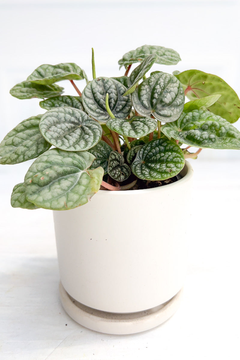 Peperomia, Caperata Burbella 4"