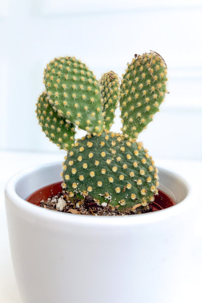Cactus, Opuntia 3"