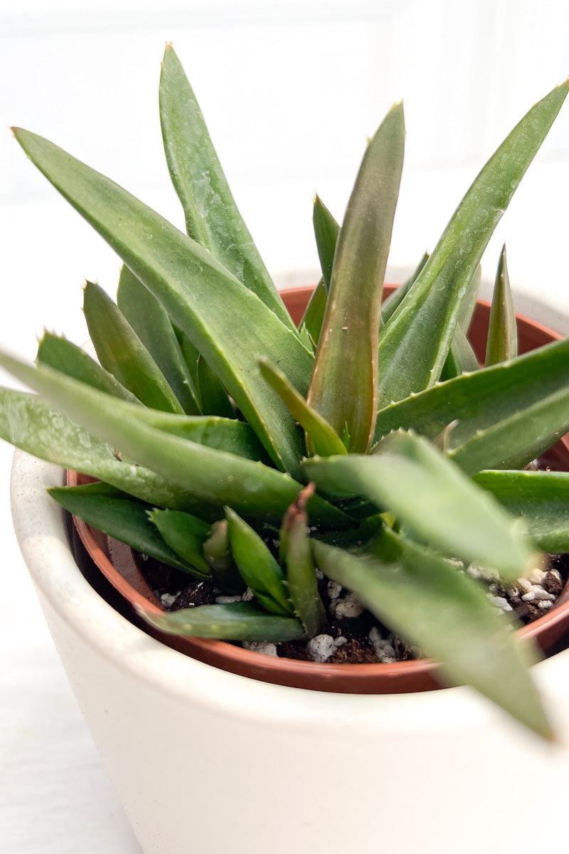 Haworthia Pentagona 4"