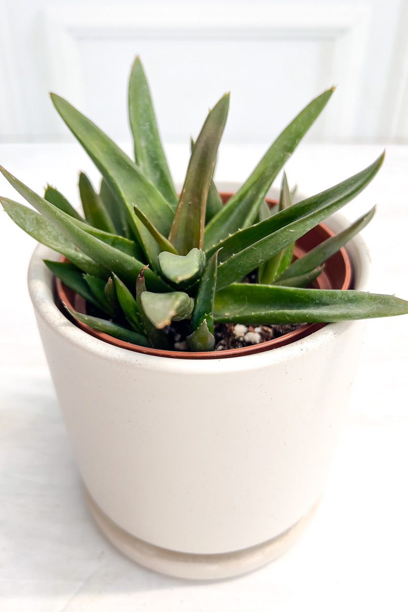 Haworthia Pentagona 4"