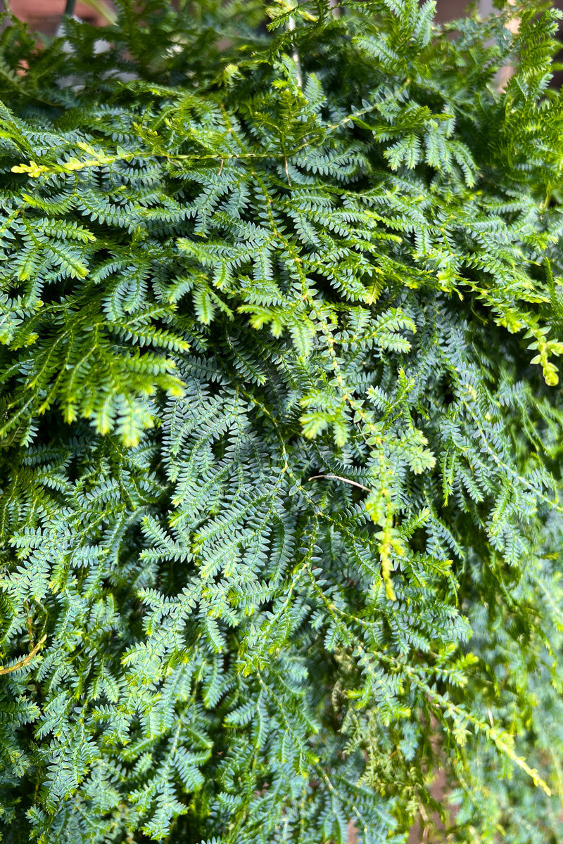 Moss, 8" Hanging Basket