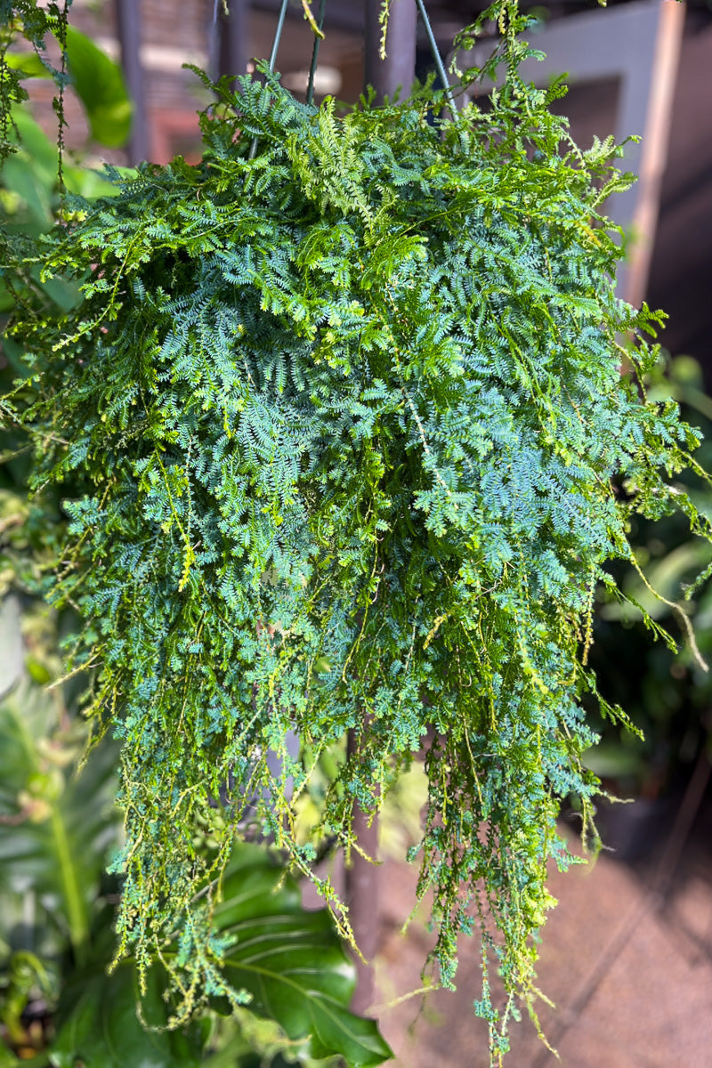 Moss, 8" Hanging Basket