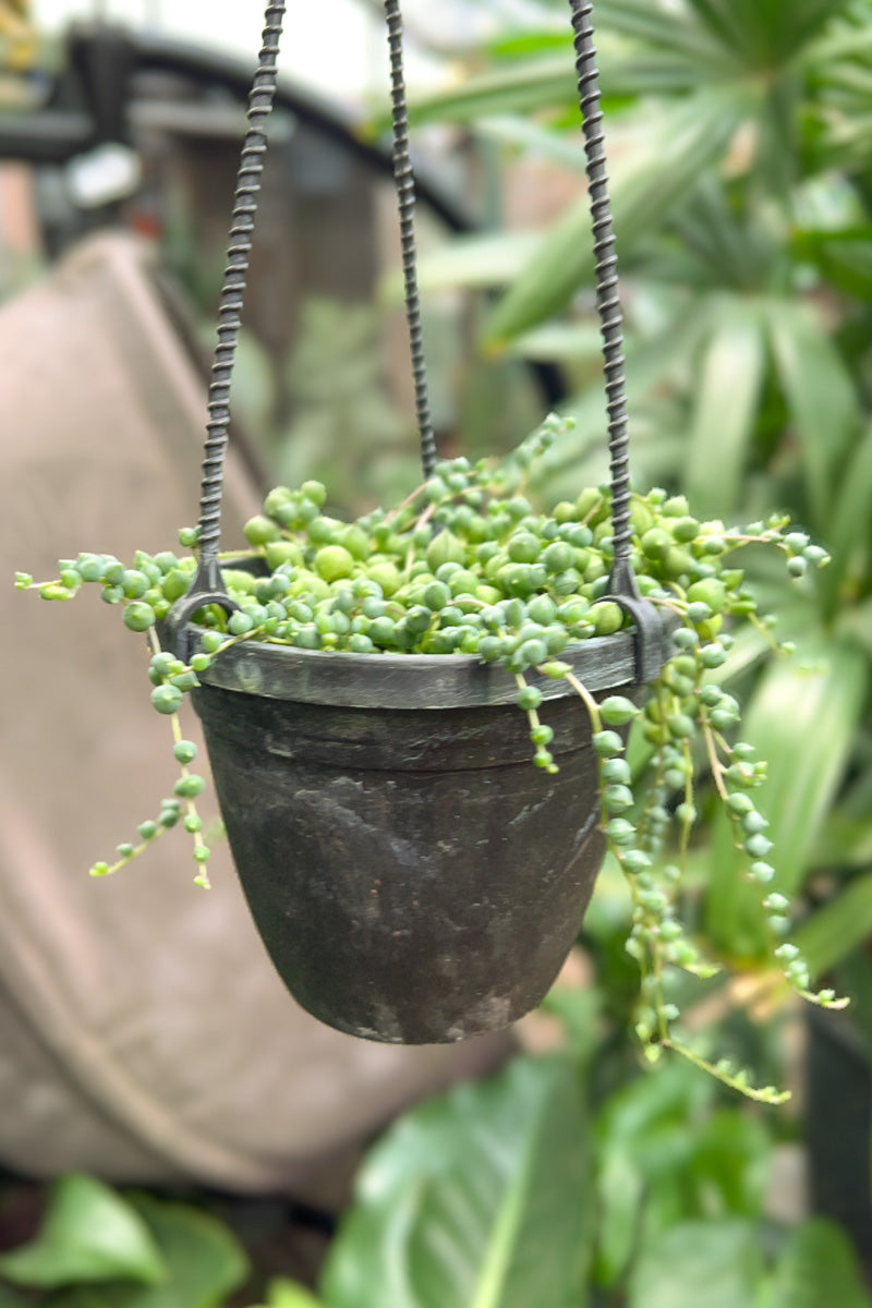 Succulents, String of Pearls 4"