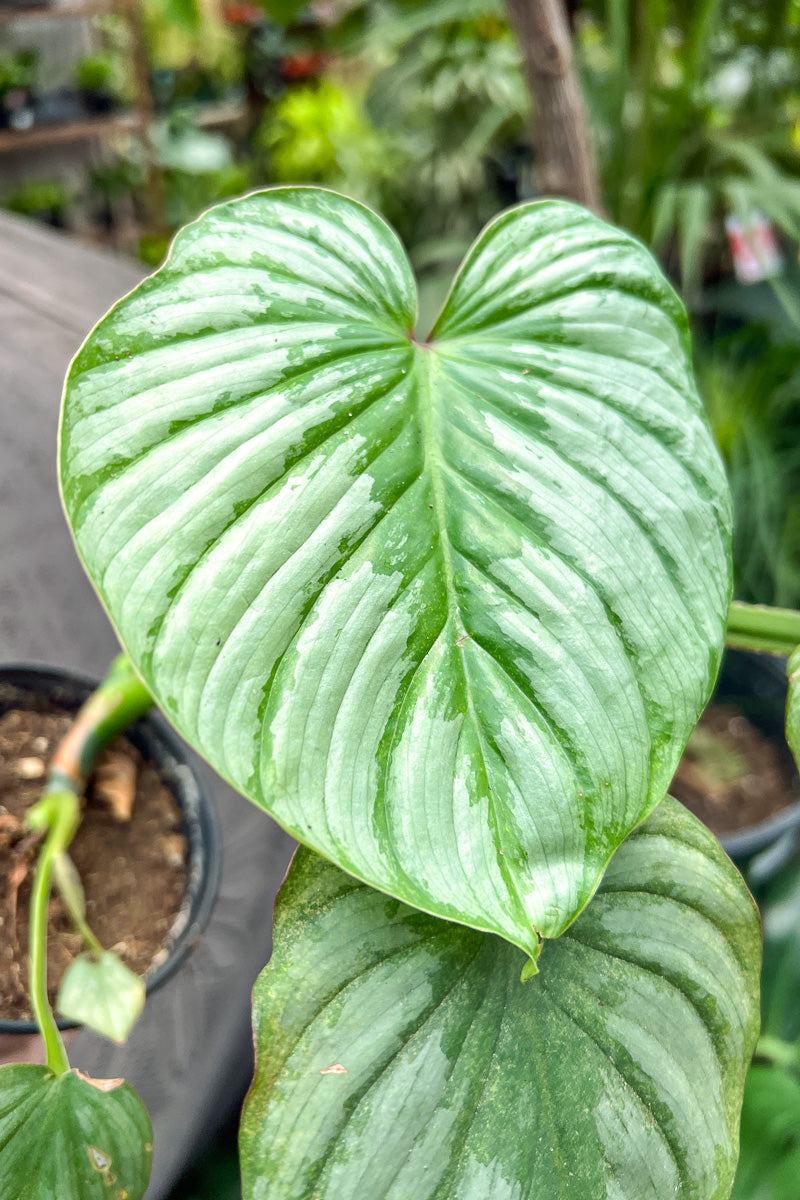 Indoor Tropical cheapest Plant Philodendron Mamei Silver