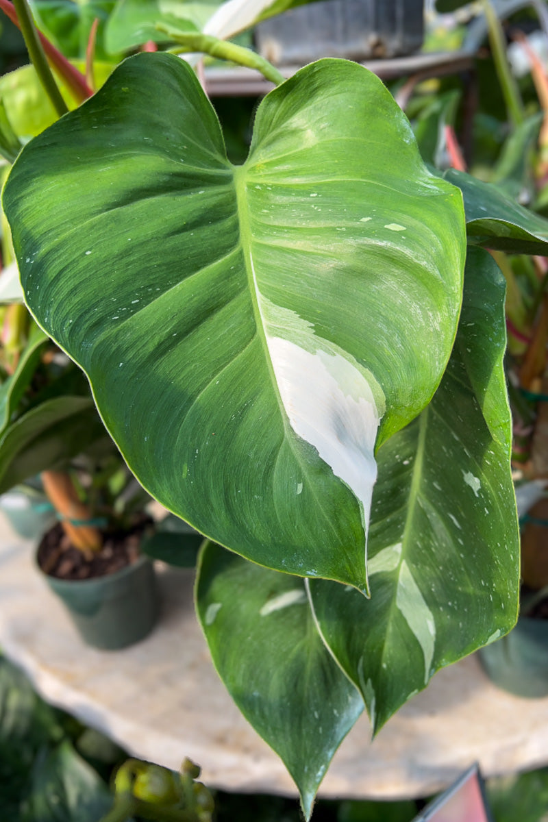 Philodendron, White Princess