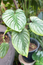 Philodendron, Mamei 4"