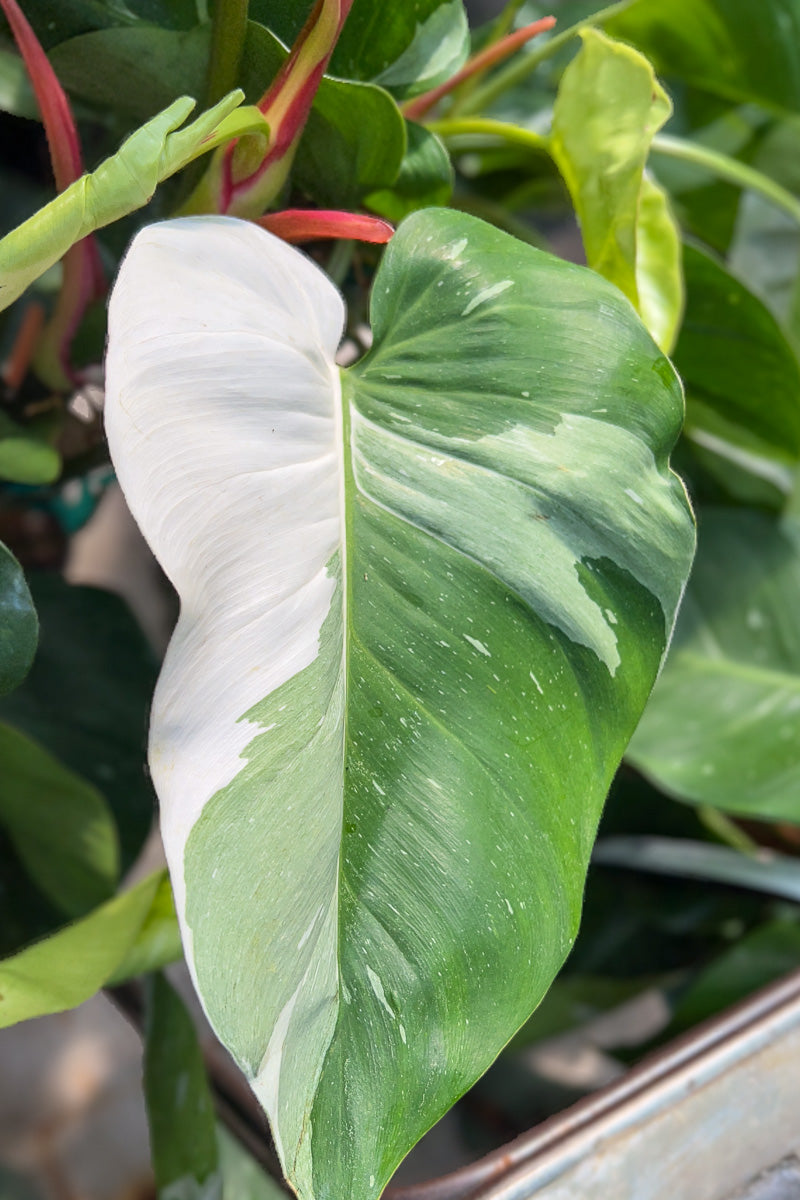 philodendron princess white Philodendron, White Princess 4" – Chalet