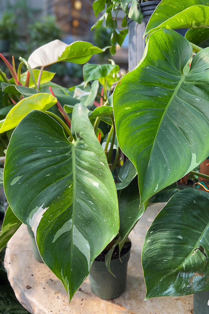 Philodendron, White Princess