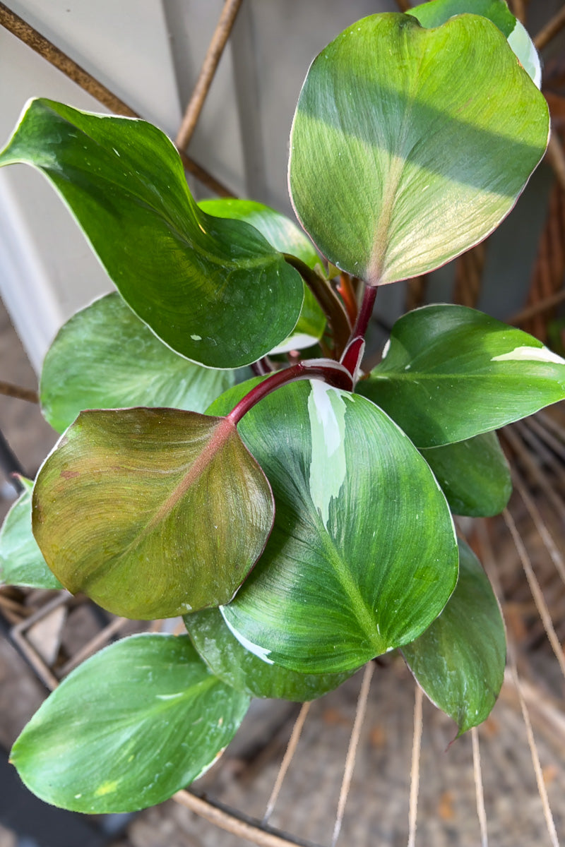 Philodendron, White Knight 4"