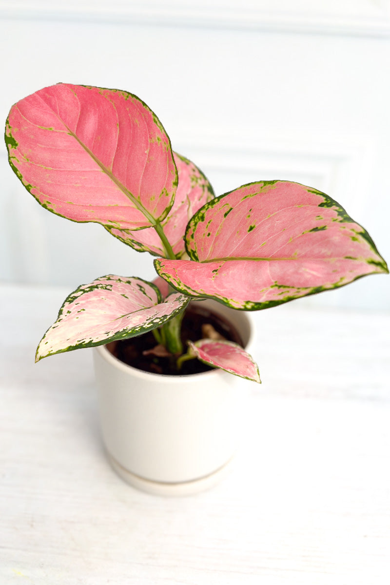 Chinese Evergreen, Cherry Pink 4"