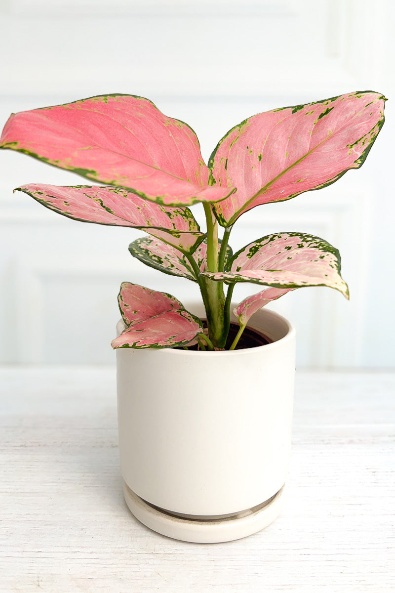 Chinese Evergreen, Cherry Pink 4"