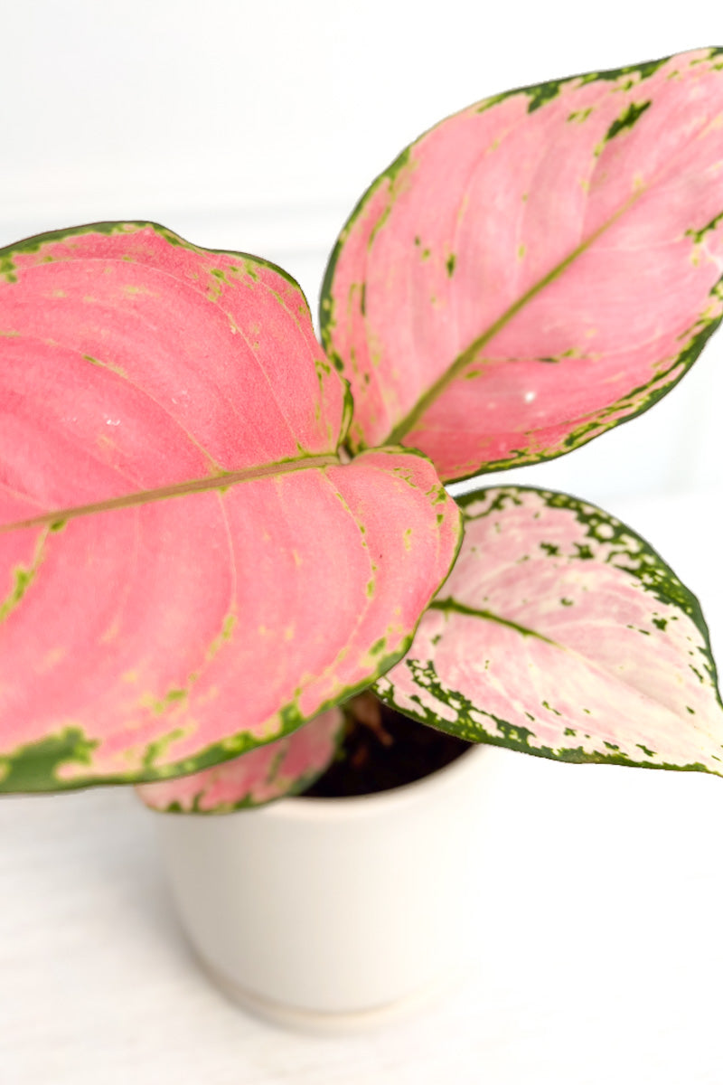 Chinese Evergreen, Cherry Pink 4"