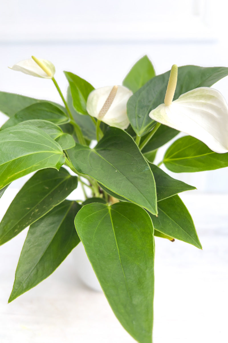 Anthurium, Species White 4"