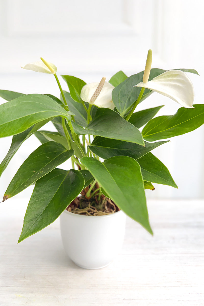 Anthurium, Species White 4"