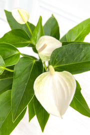 Anthurium, Species White 3"