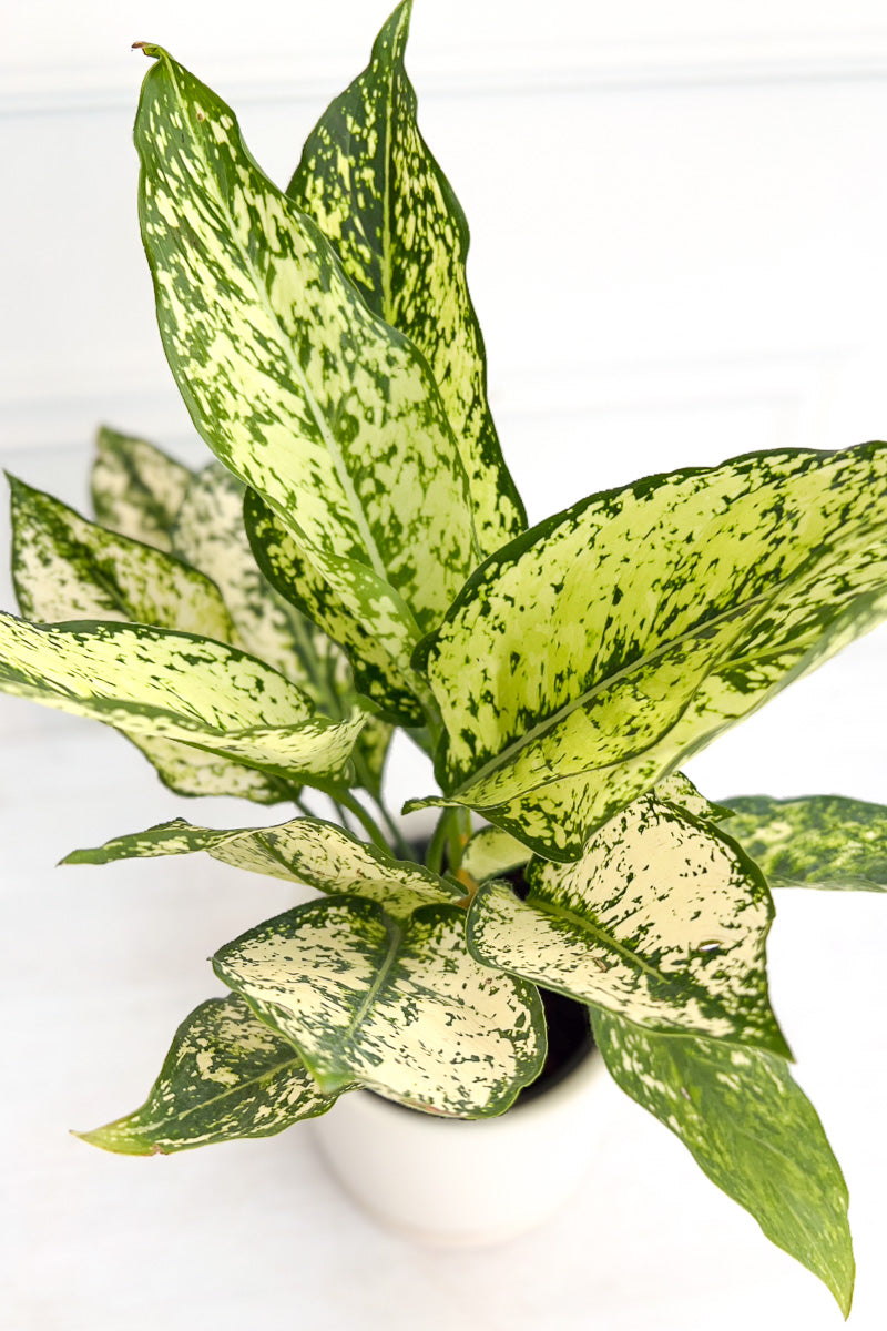 Chinese Evergreen, Wintry 4"