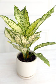 Chinese Evergreen | Wintry | 4"