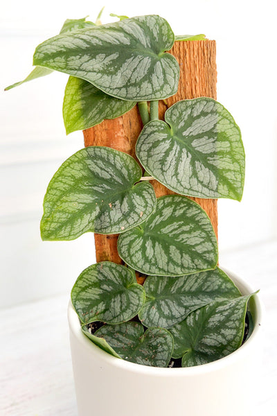 Monstera, Dubia 4