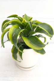 Dracaena, Fragrans Tornado 4"