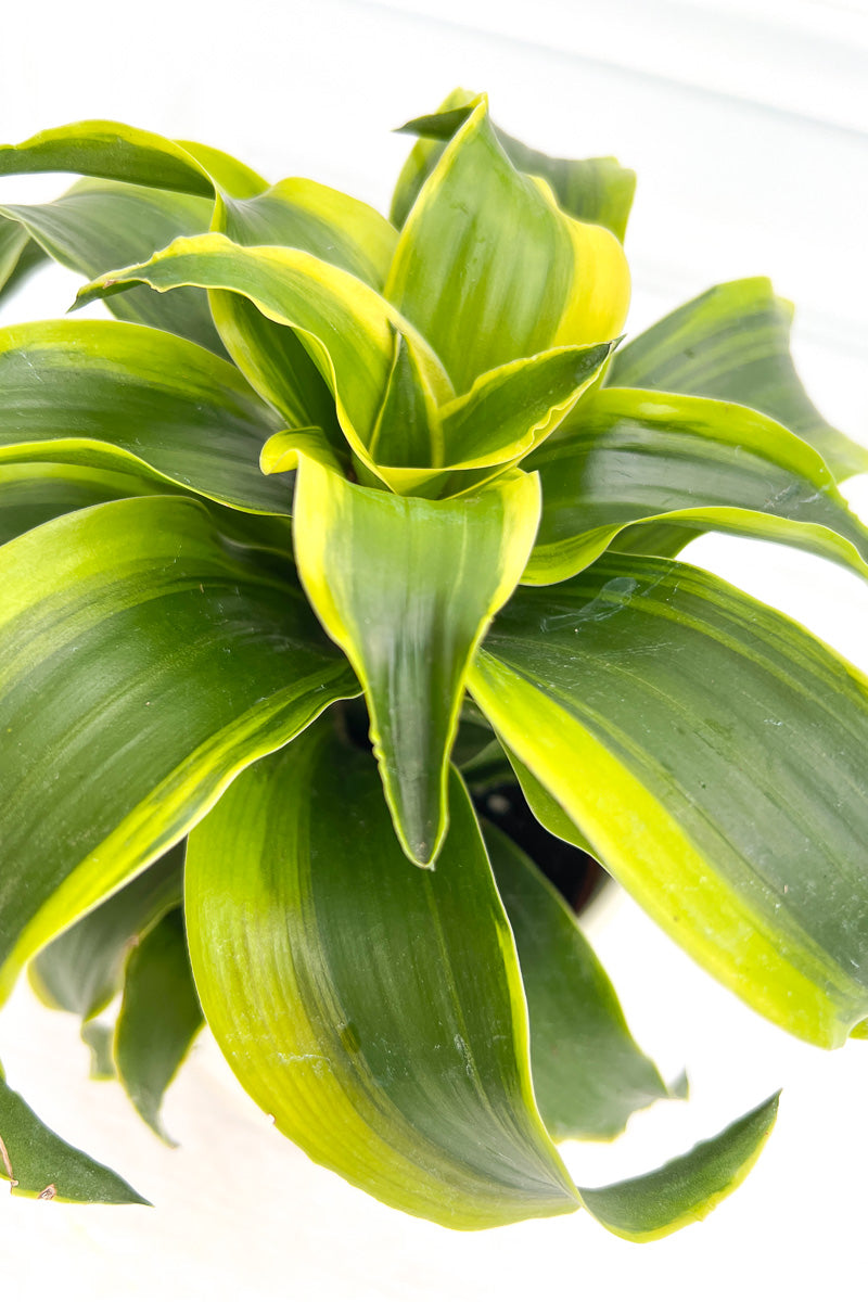 Dracaena, Fragrans Tornado 4"