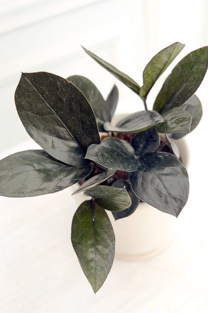 ZZ Plant, Black Raven 4"