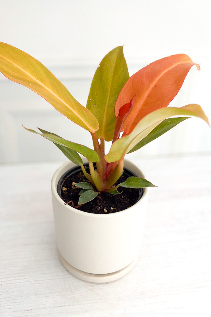 Philodendron, Sun Red 4"