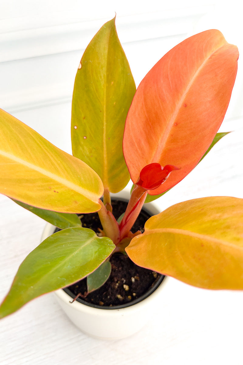 Philodendron, Sun Red 4"