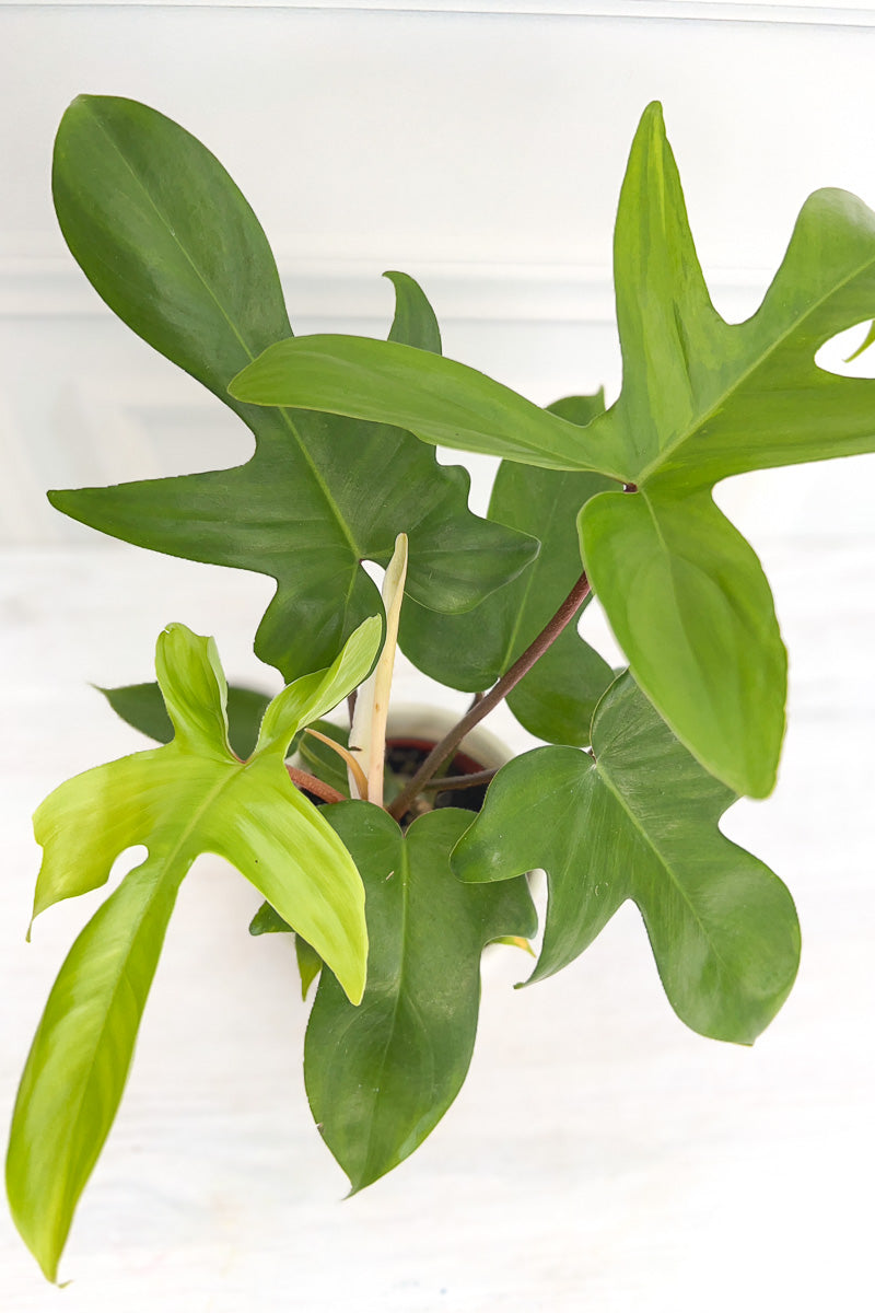 Philodendron, Florida Green 4"