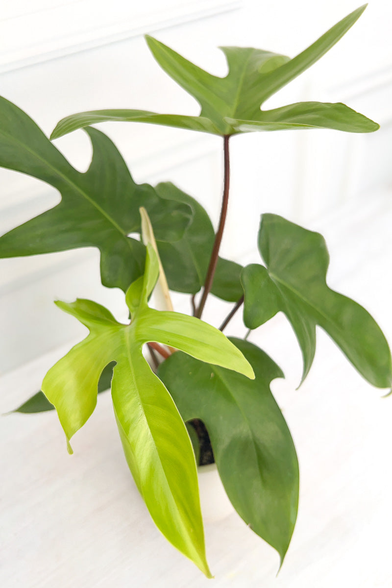 Philodendron, Florida Green 4"