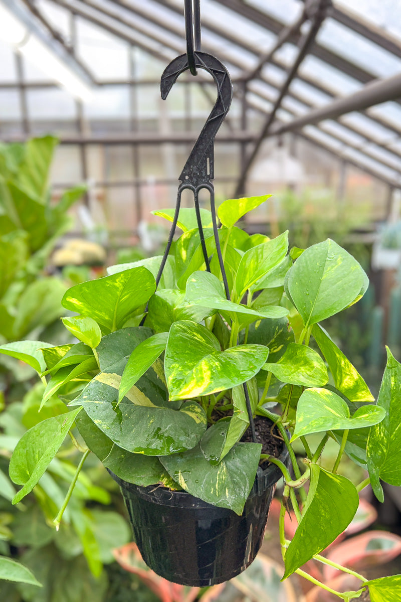 Pothos, Golden 10" Hanging Basket