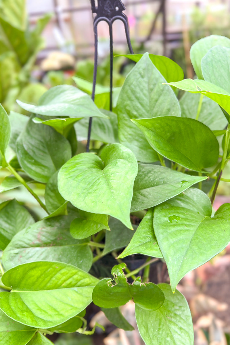 outdoor pothos Pothos, Neon 8" Hanging Basket – Chalet