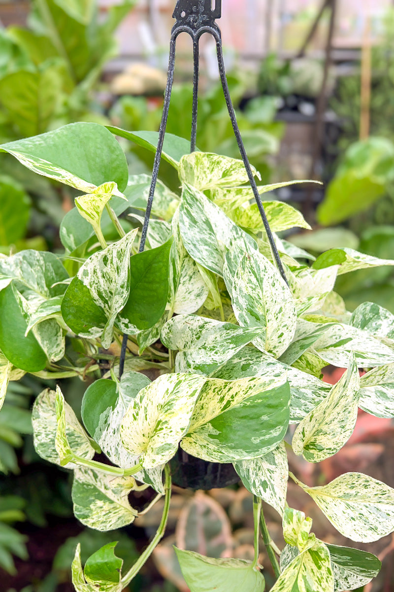 Pothos, Marble Queen 10" Hanging Basket