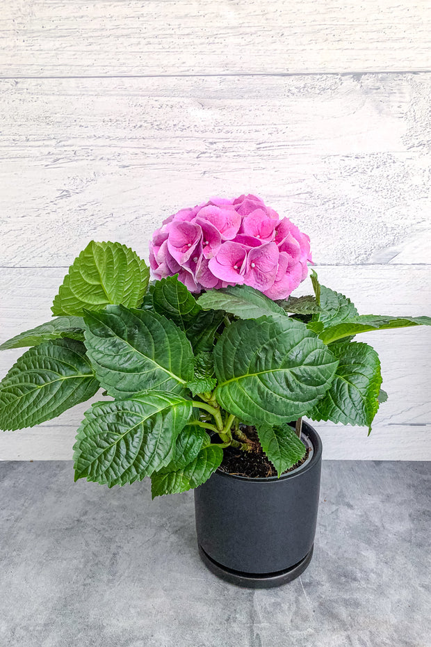 Hydrangea, Florist Pink 4"