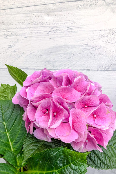 Hydrangea, Florist Pink 4"