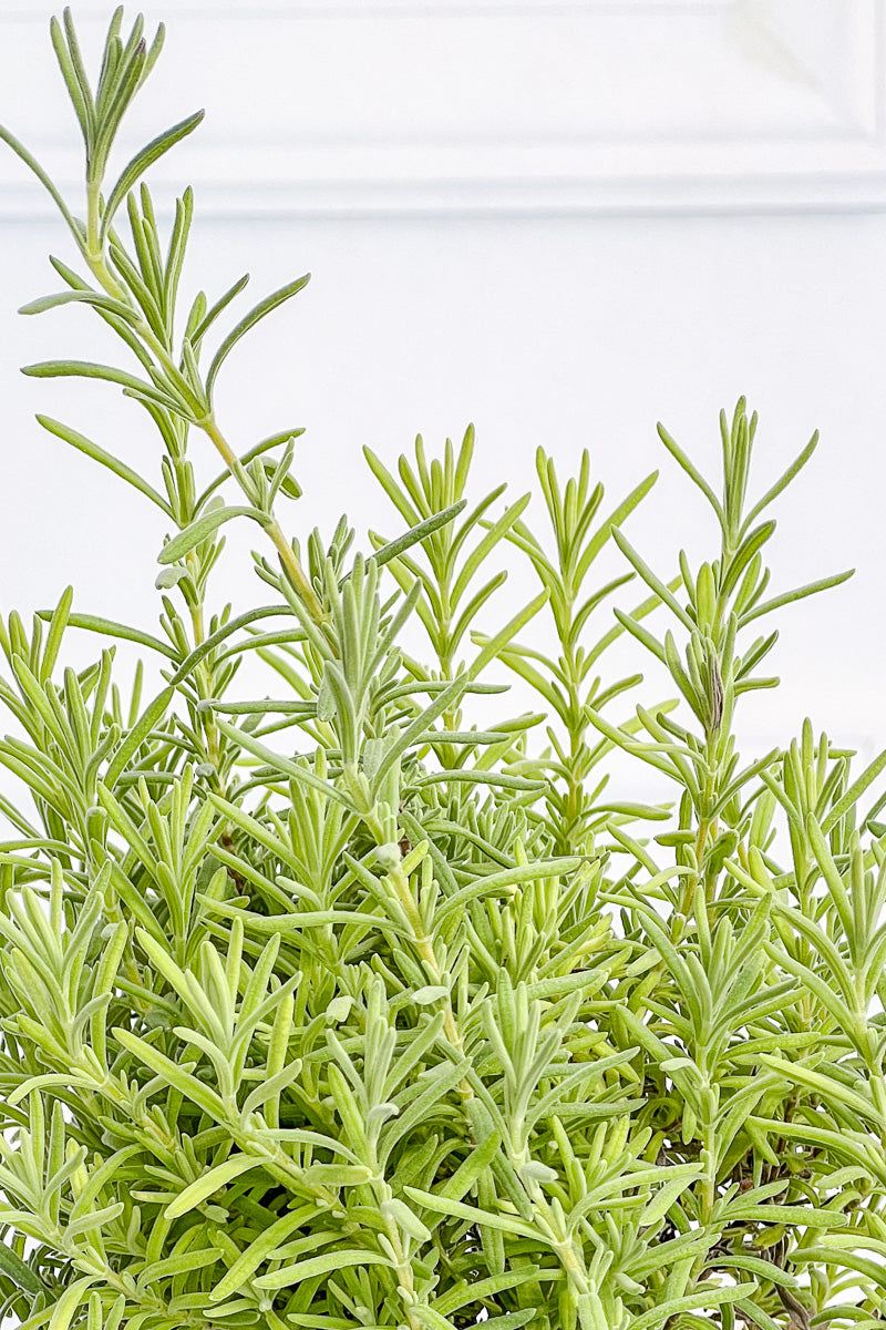 Lavender, Spanish 1G