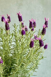 Lavender, Spanish 1G